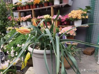 荷兰的国花郁金香有多少种,荷兰郁金香重瓣