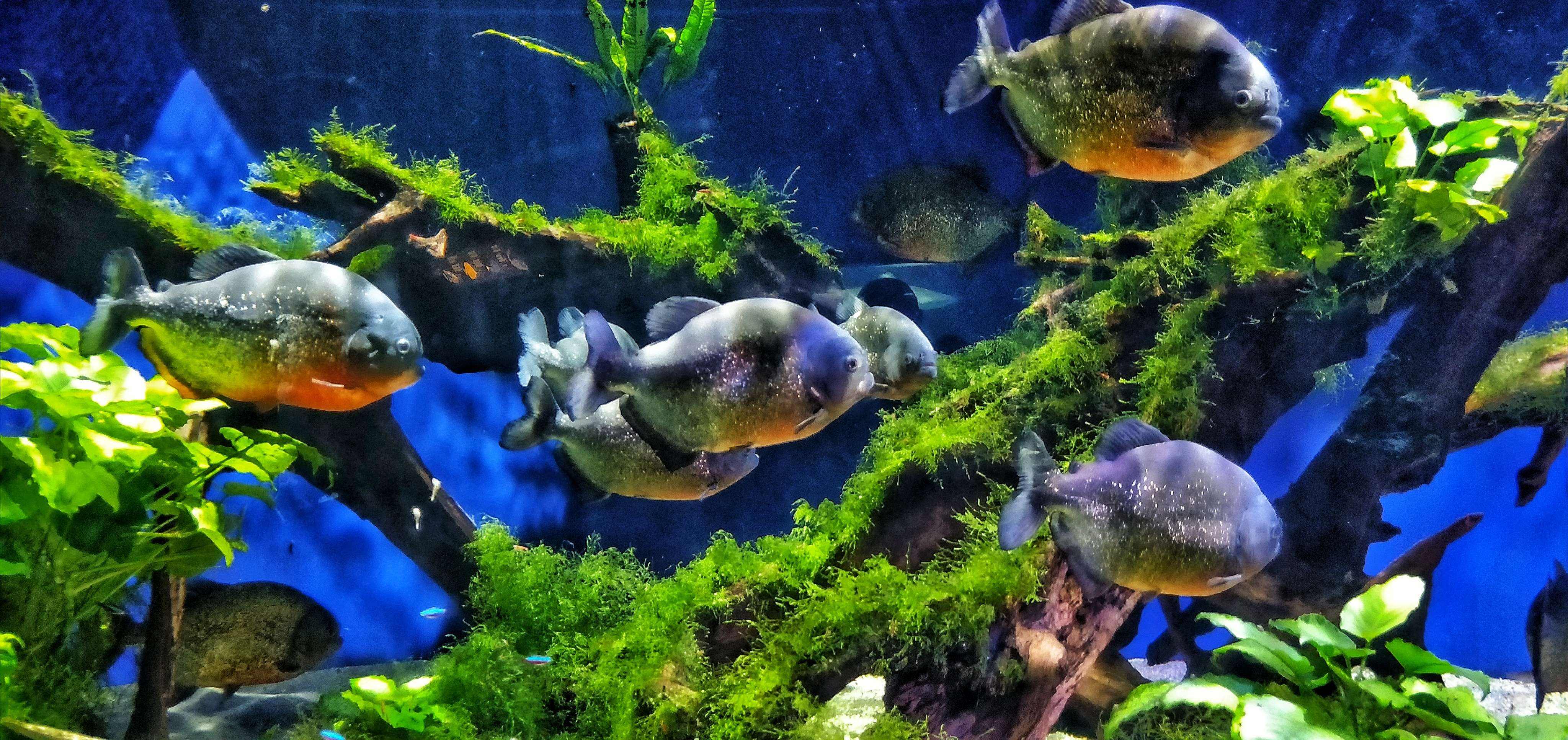 百利好环球：领土第二小的国家，人均GDP却稳居世界第一