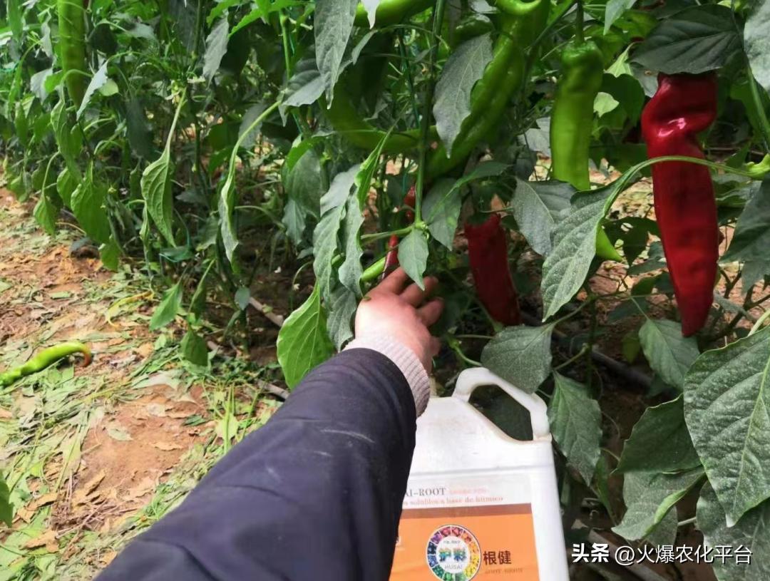 西班牙原装进口肥料艾德拉,西班牙艾德拉农肥料有限公司