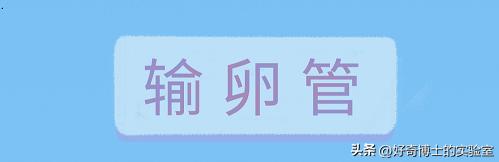 精子进入人体1小时变化,精子进入人体24小时变化