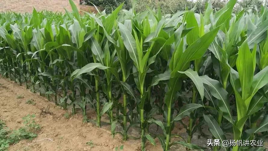 鲁单888玉米种,鲁单510地区高产玉米品种