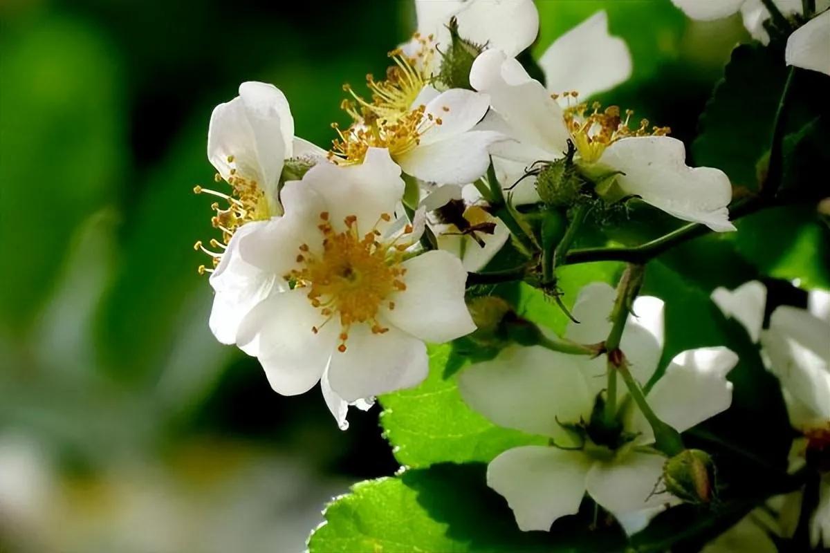 花开荼蘼花事了诗句,花开到荼蘼的诗句