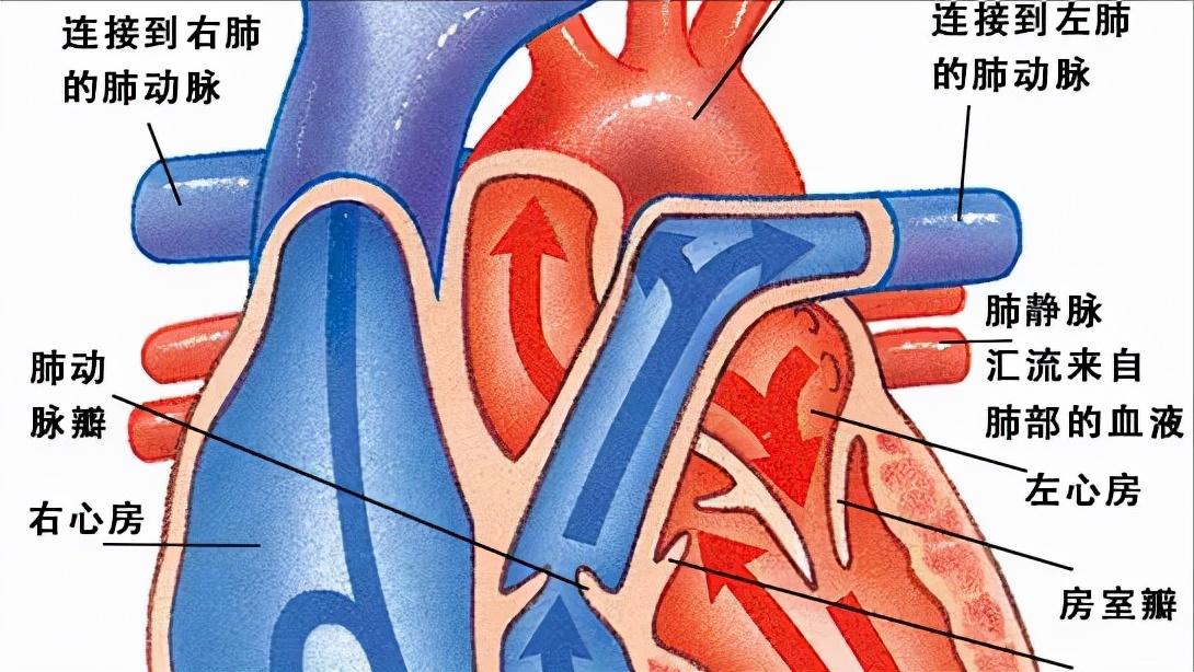 1岁小孩心跳快是什么原因,儿童室上速心率过速怎么治疗