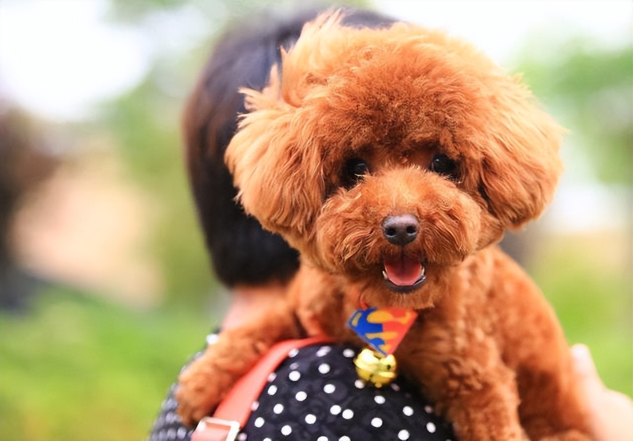 泰迪犬怎么看年龄段表,泰迪犬牙齿年龄对照表