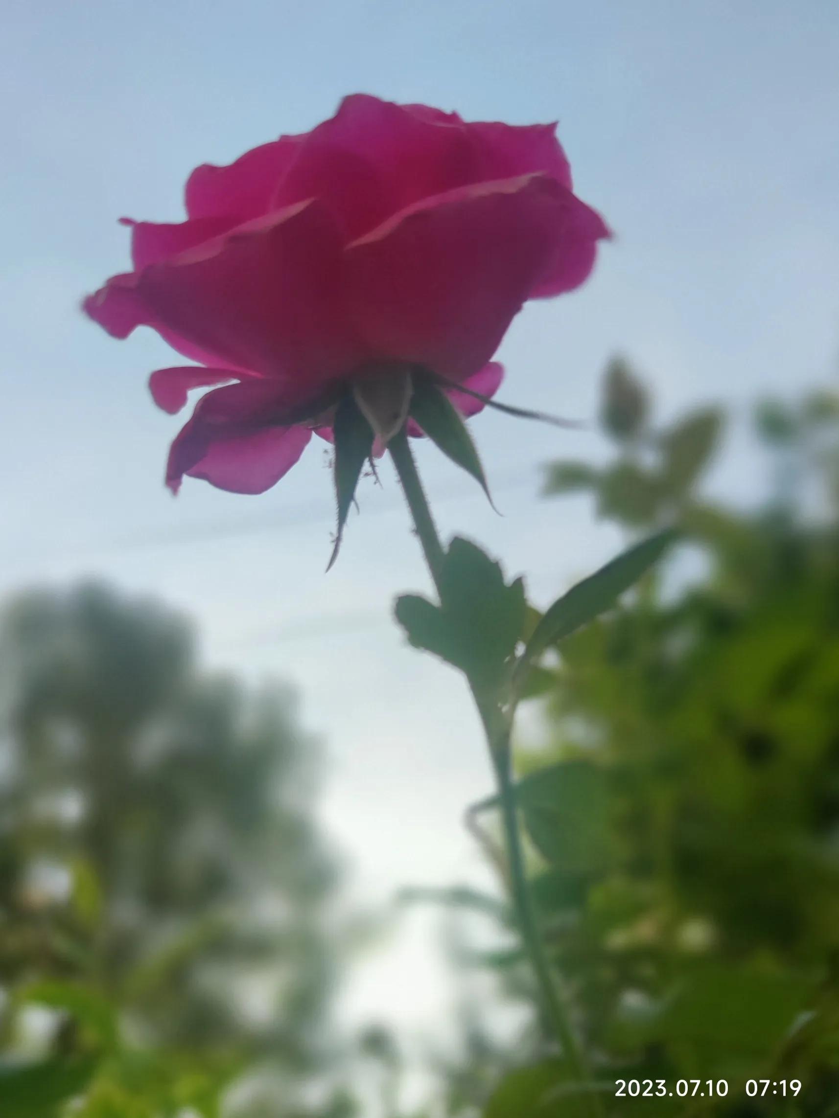 手机拍花如何拍出光斑,如何利用苹果手机拍花