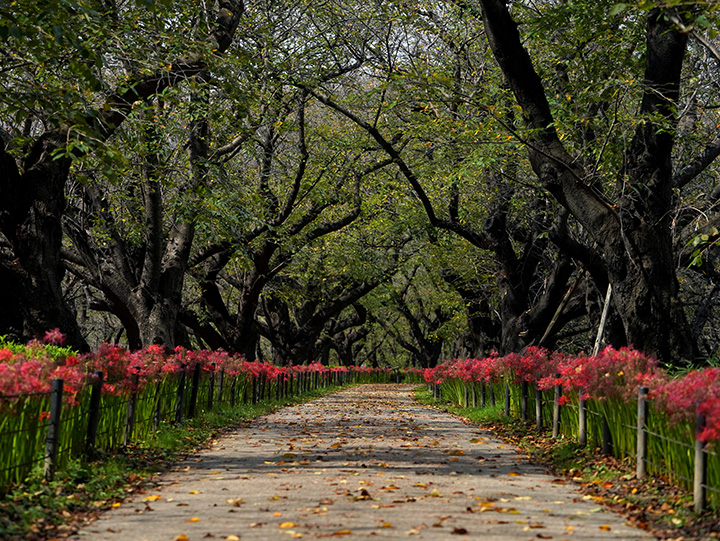 日本埼玉县一周游玩规划,日本埼玉好玩的地方
