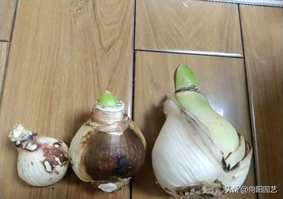 朱顶红遍地都是假货，花大价钱买土朱，让人防不胜防！