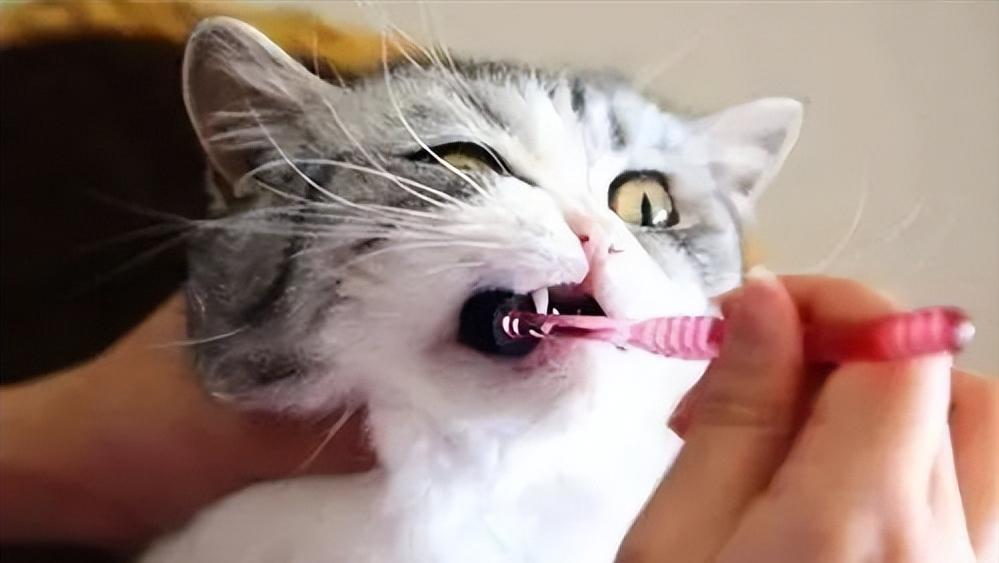 猫咪会长铁线虫吗,猫咪会长蛀牙吗