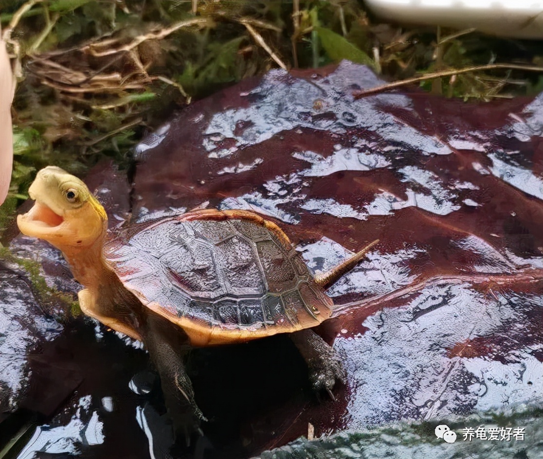 在药死了无数龟之后，你可有好好地总结一下？