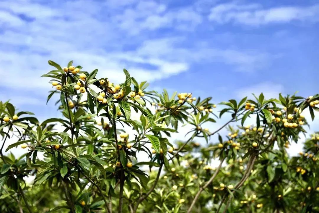 夏天的味道!房县夏日水果图鉴来啦