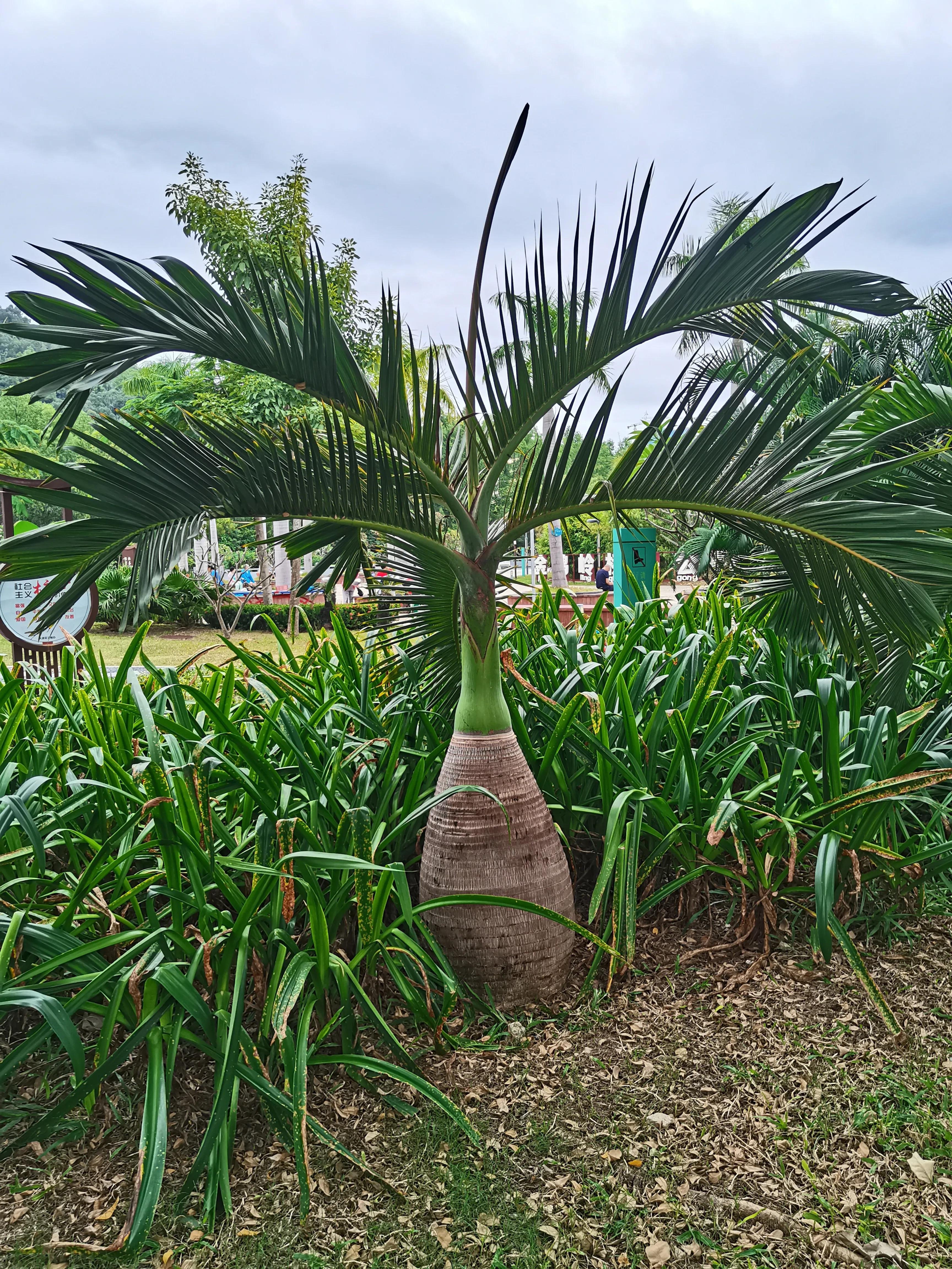 冬天海南风景视频,冬季的海南