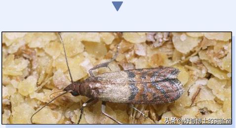 在家里发现小黑颗粒是虫卵吗,墙上有虫卵很小颗粒