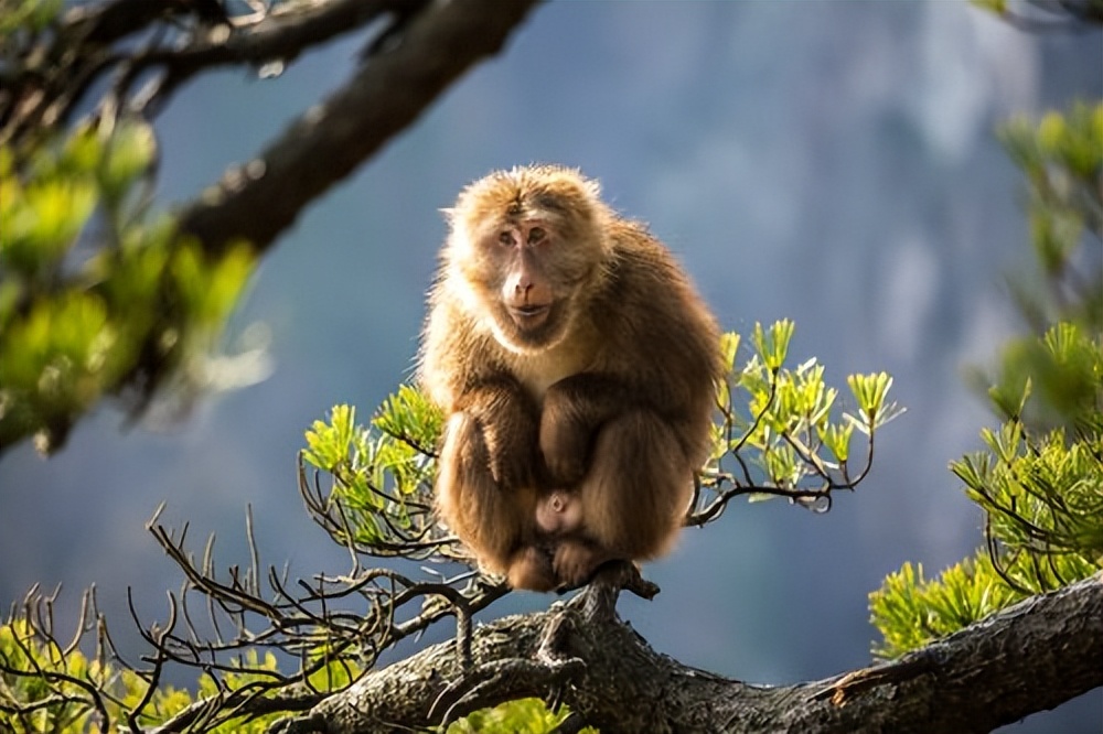 猴崽苦练猴爪功和铁砂掌，随母逃亡八年后竟然一掌成王|故事