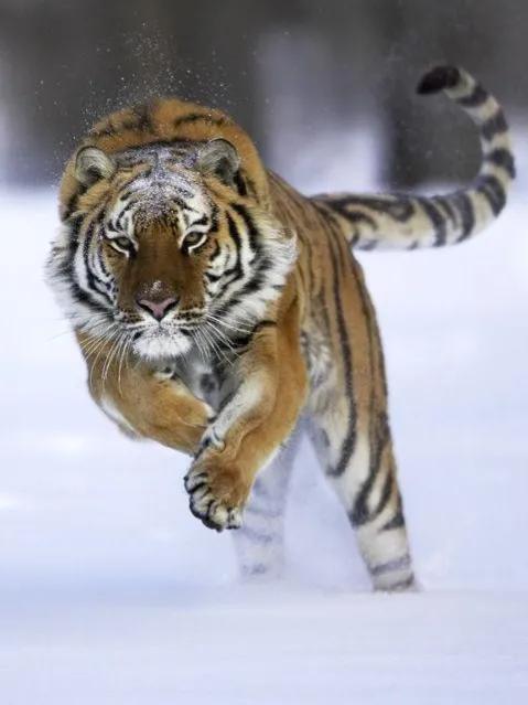 养精蓄锐蓄势待发,养精蓄锐蓄势待发重振雄风