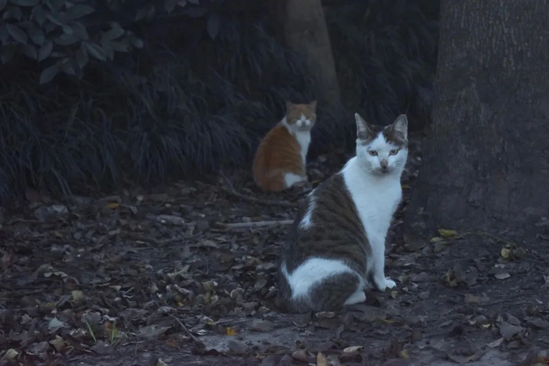饲养一只占有欲的猫,饲养一只占有欲超强的猫