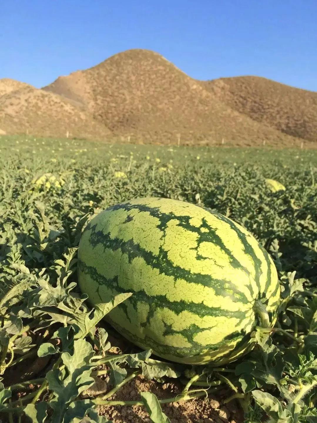 中国八个西瓜之乡,中国十大西瓜之乡名单