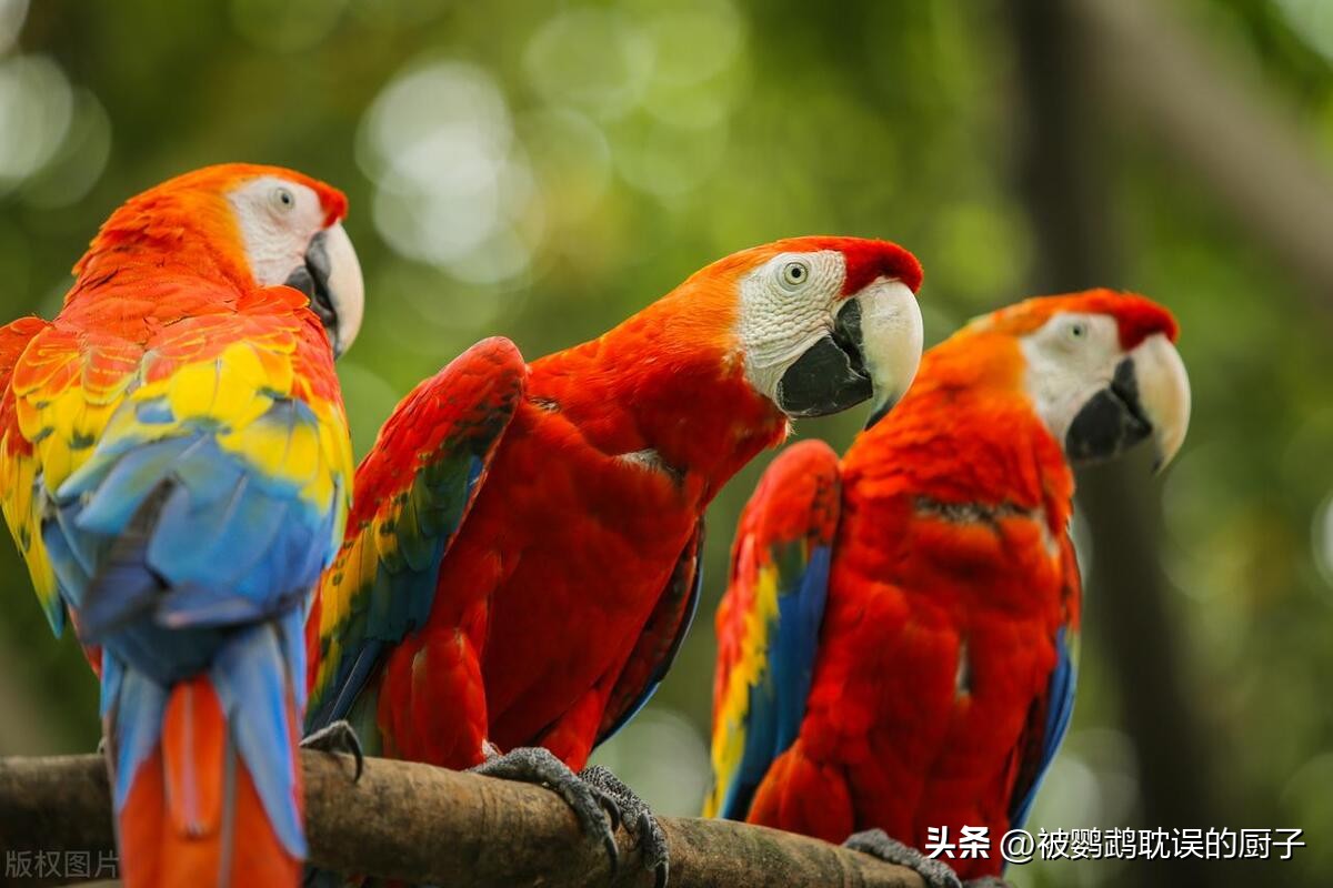 新手入门鹦鹉推荐,适合新手入门鹦鹉有哪些