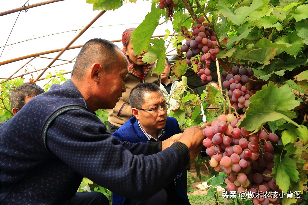 赤霉素适用于什么作物,赤霉素在不同作物上如何使用