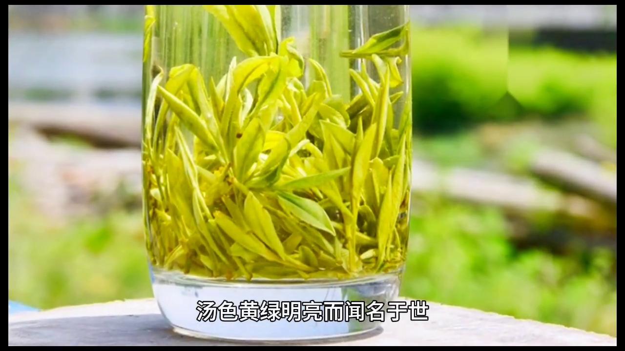 中国茶叶细分之绿茶黄山毛峰,黄山毛峰和崂山绿茶哪个好