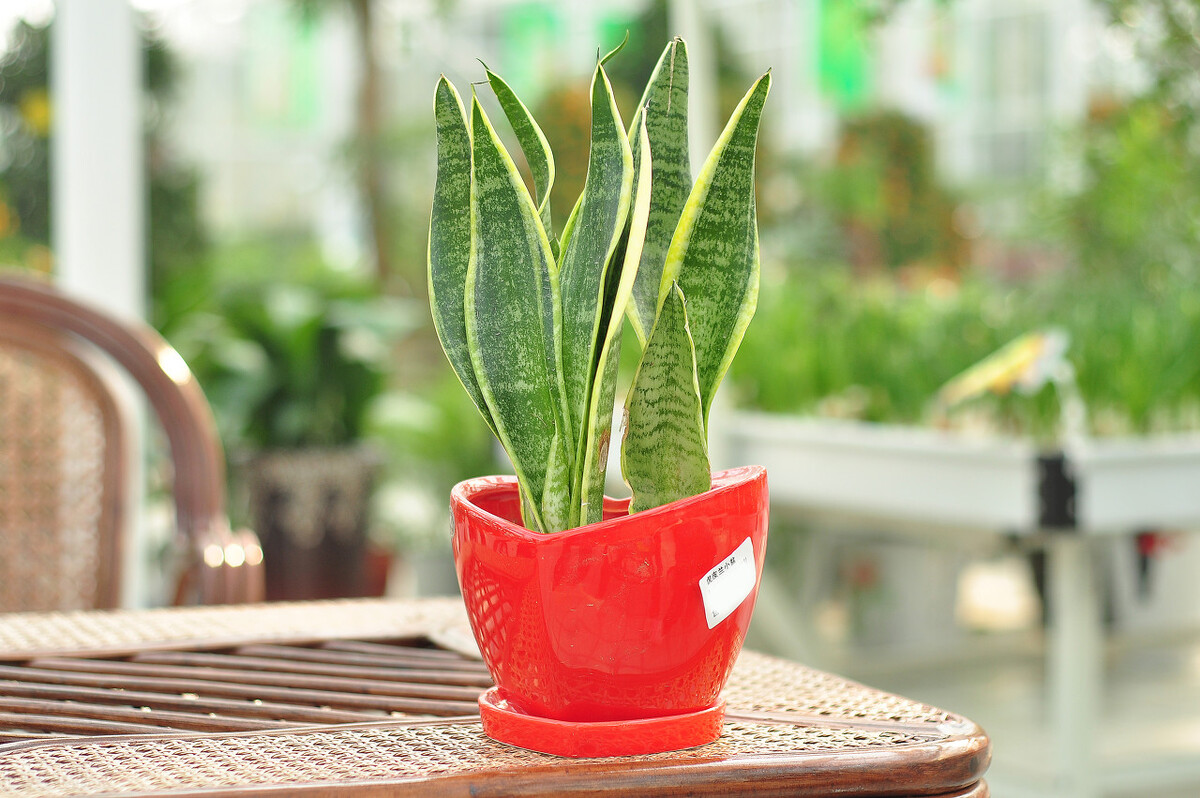 容易爆盆的多肉好养还好看,多肉夏季在室外养还是阳台上养好