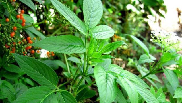 农村有一种臭臭的野草叫什么,农村有臭味的草