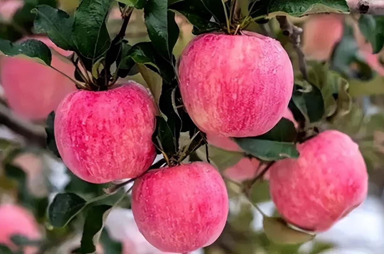 全国最好吃的苹果品种,全国哪的苹果最好吃