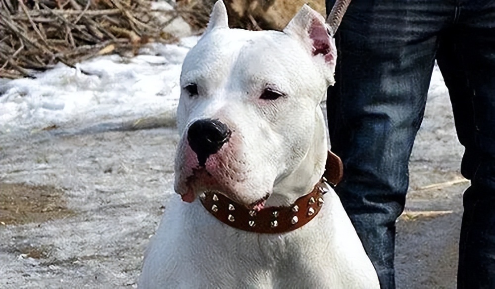 为什么说养狗一定要养大狗,杜高犬十个不养的理由