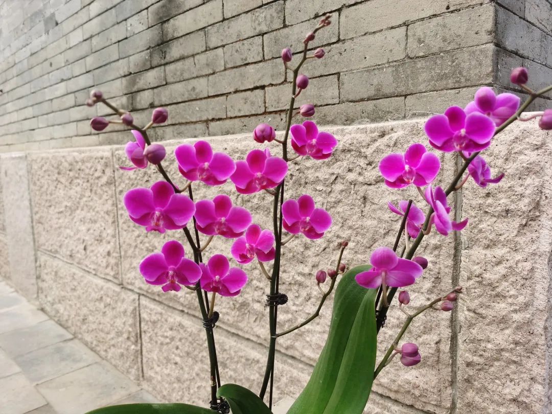 蝴蝶兰适合什么情况送,蝴蝶兰送礼一对还是一盆
