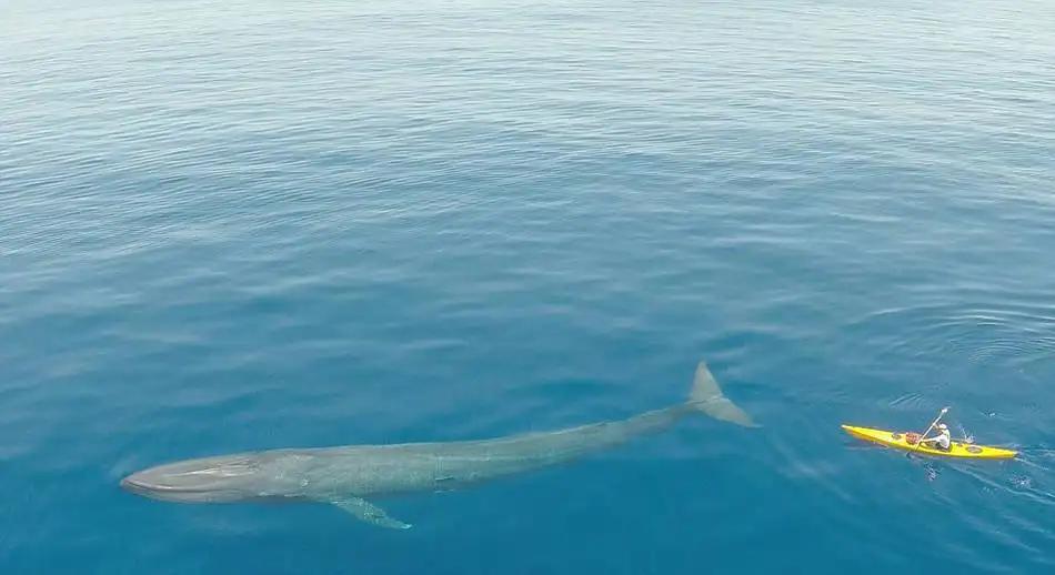 海洋的庞然大物蓝鲸,地球进化史上最大的生物