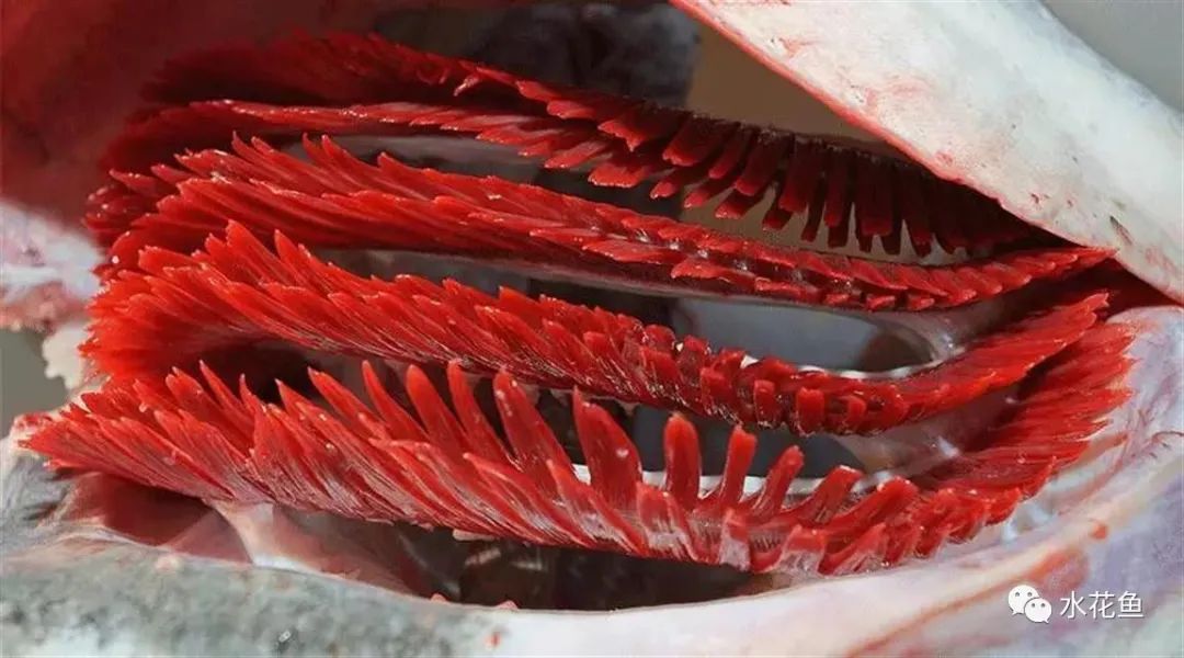 鱼鳃是什么原理呼吸的,鱼鳃呼吸