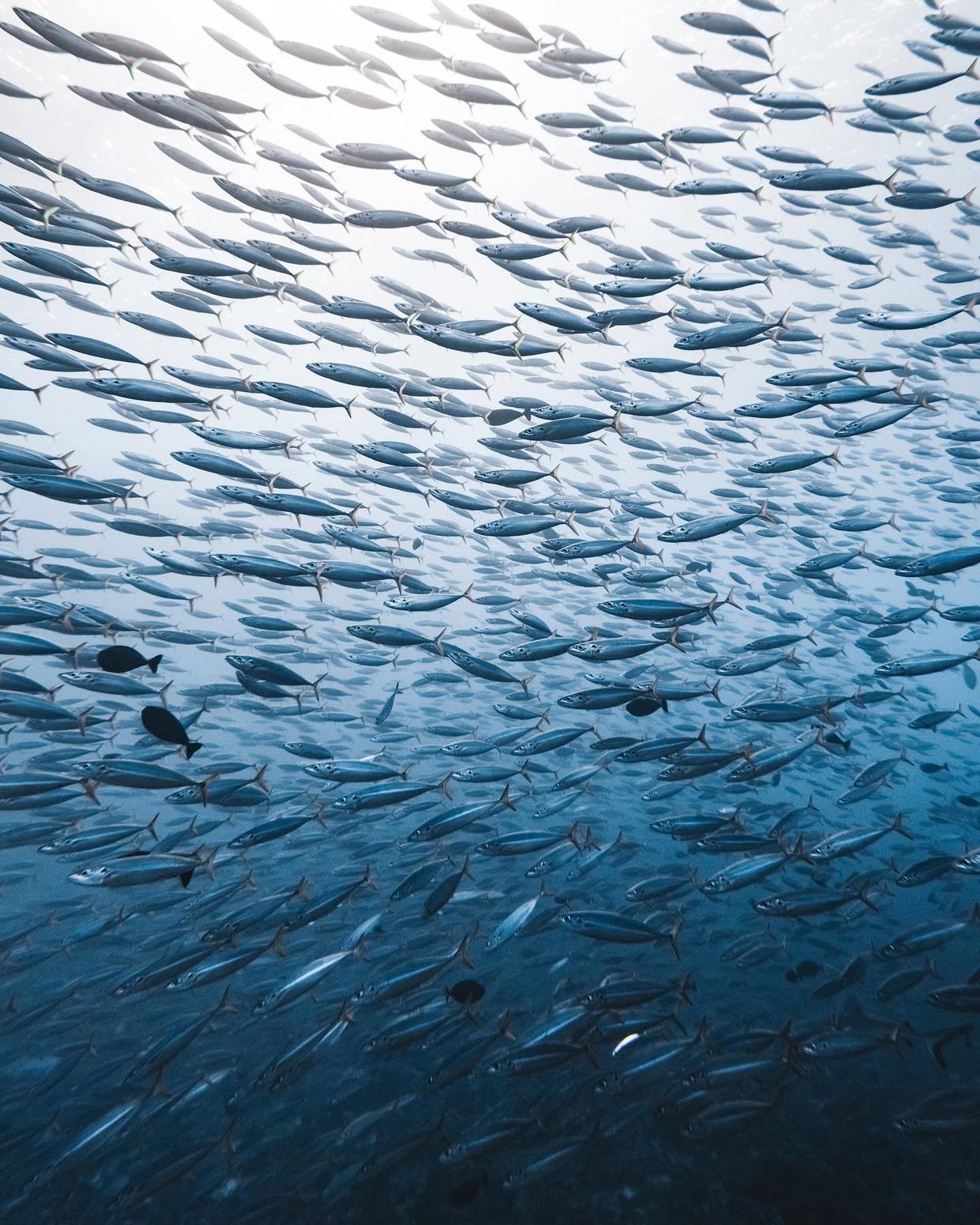 国外美女姐姐海里偶遇一只小鱼，竟引发神奇友谊！网友：前世情人