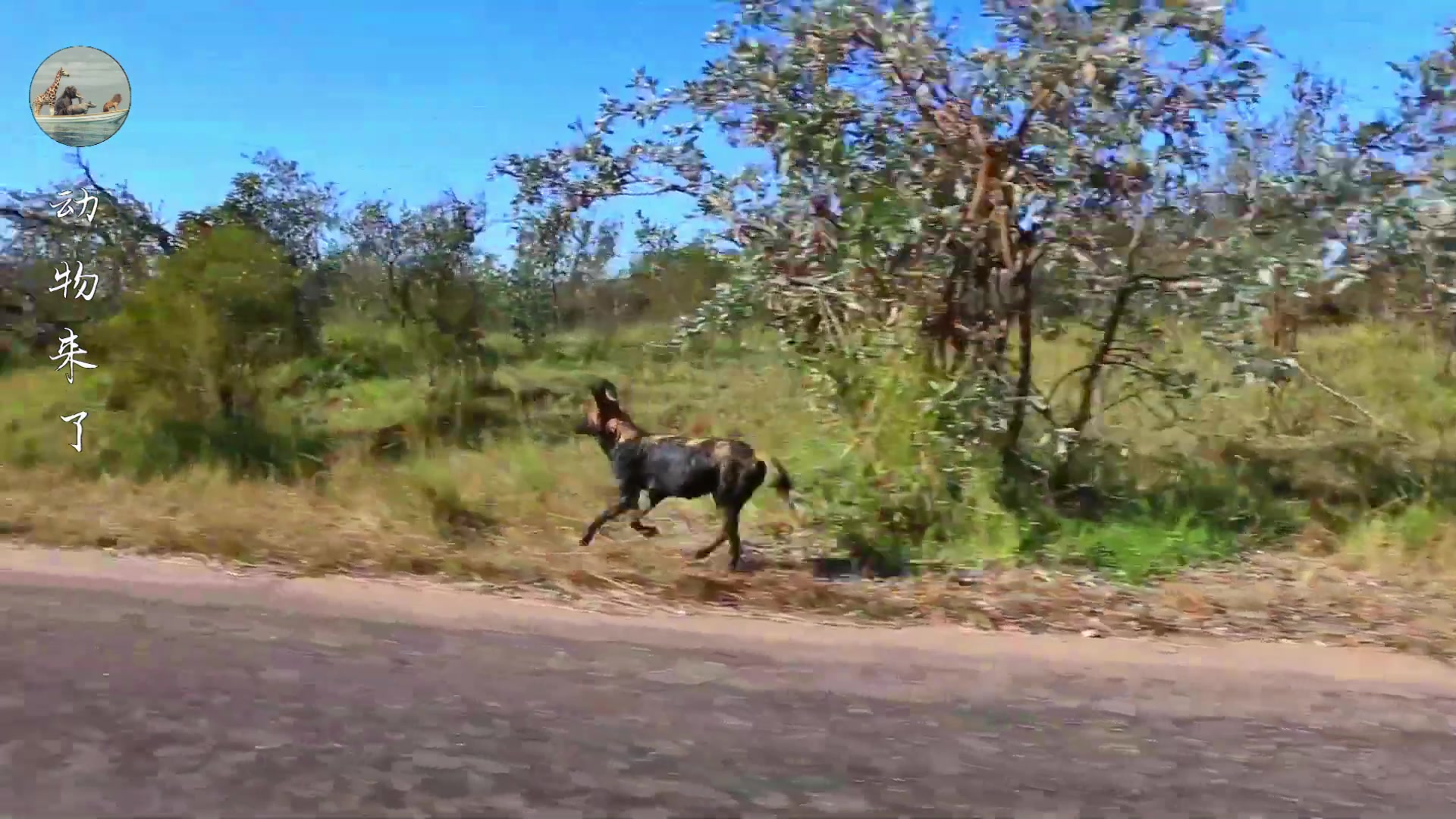 非洲野狗战斗力强悍，一只干掉五十狒狒，但也被人类干掉不少