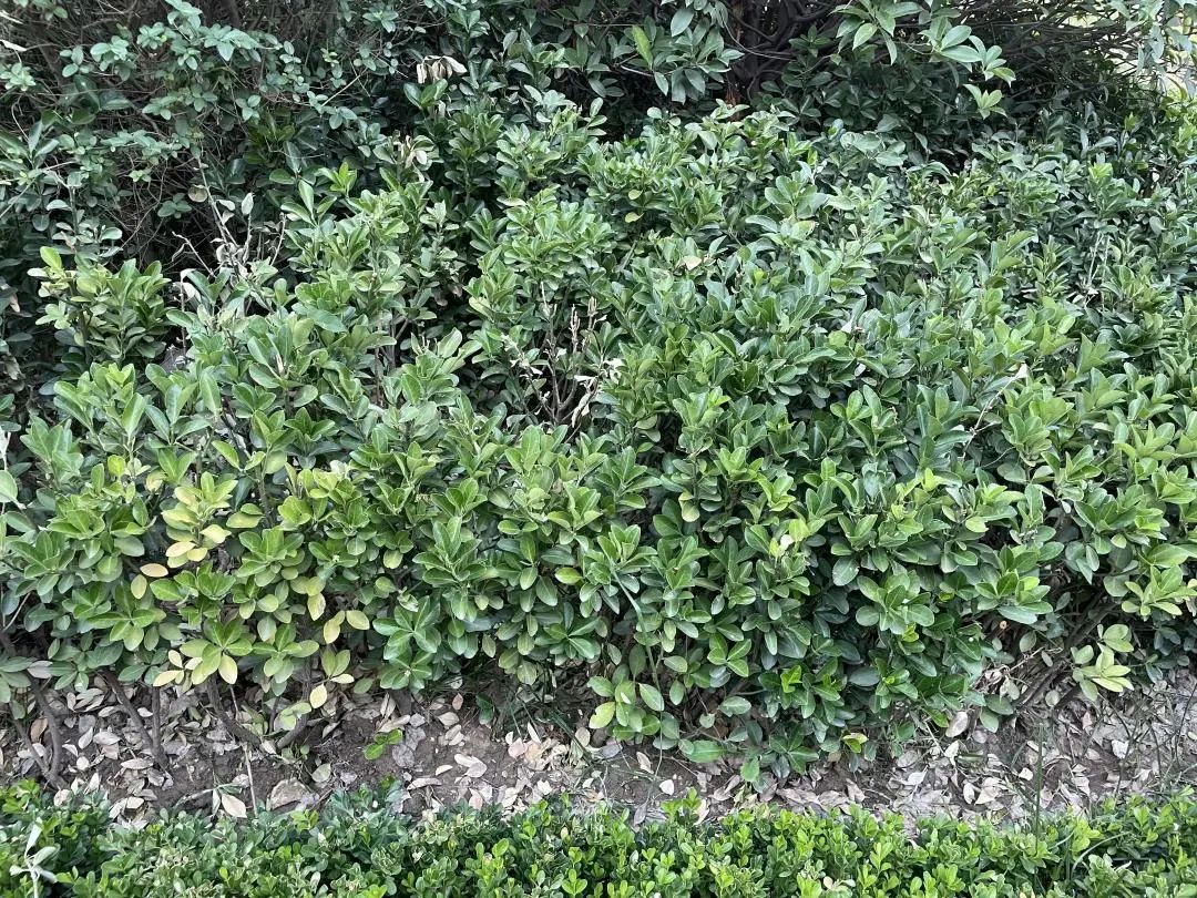 西派时代沣西新城交房,沣西中铁西派时代交房视频