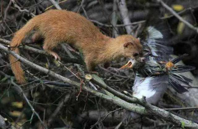 黄鼠狼给鸡拜年没安好心的故事,黄鼠狼给鸡拜年故事完整版