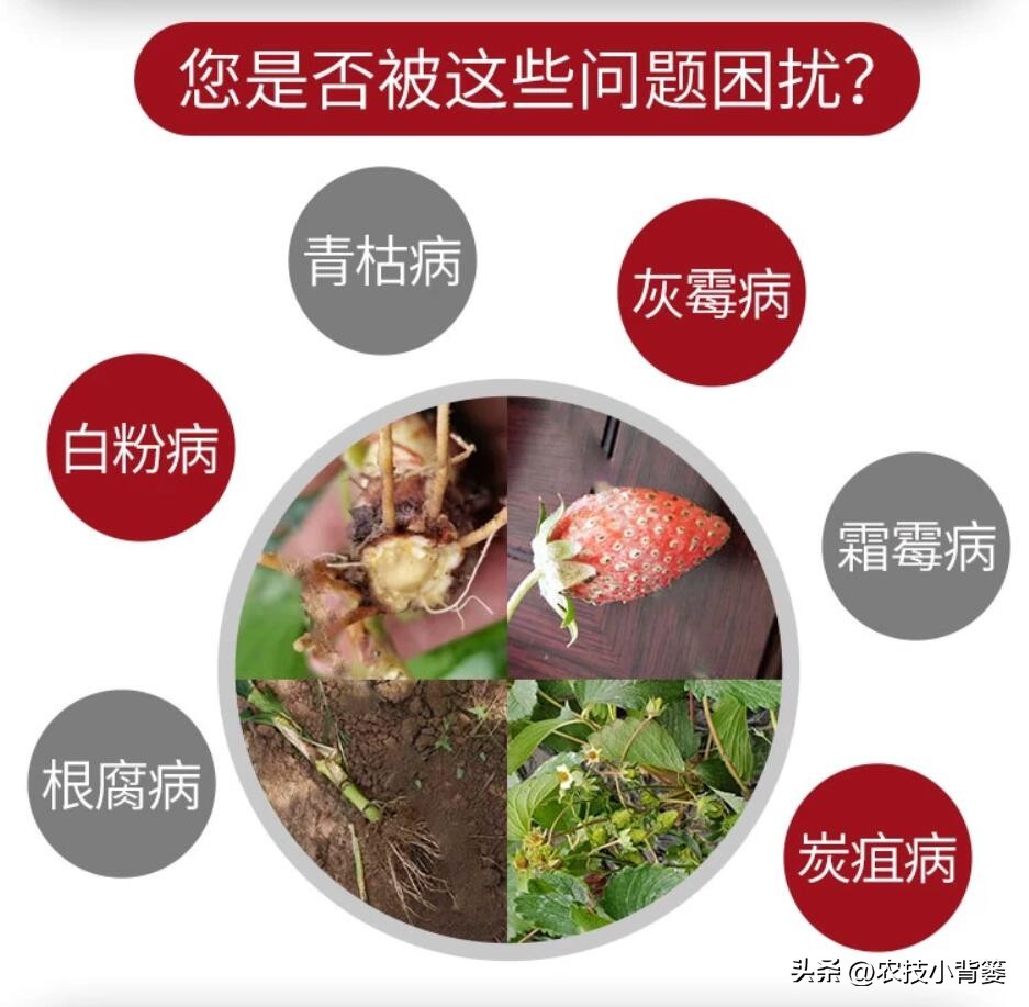 三分钟学会菌剂和菌肥的区别,菌剂和菌肥怎么选择