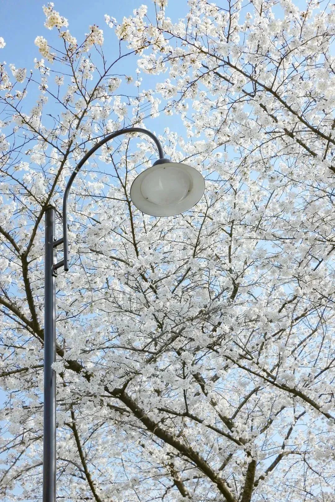 雨樱也浪漫！浙工大美美美！