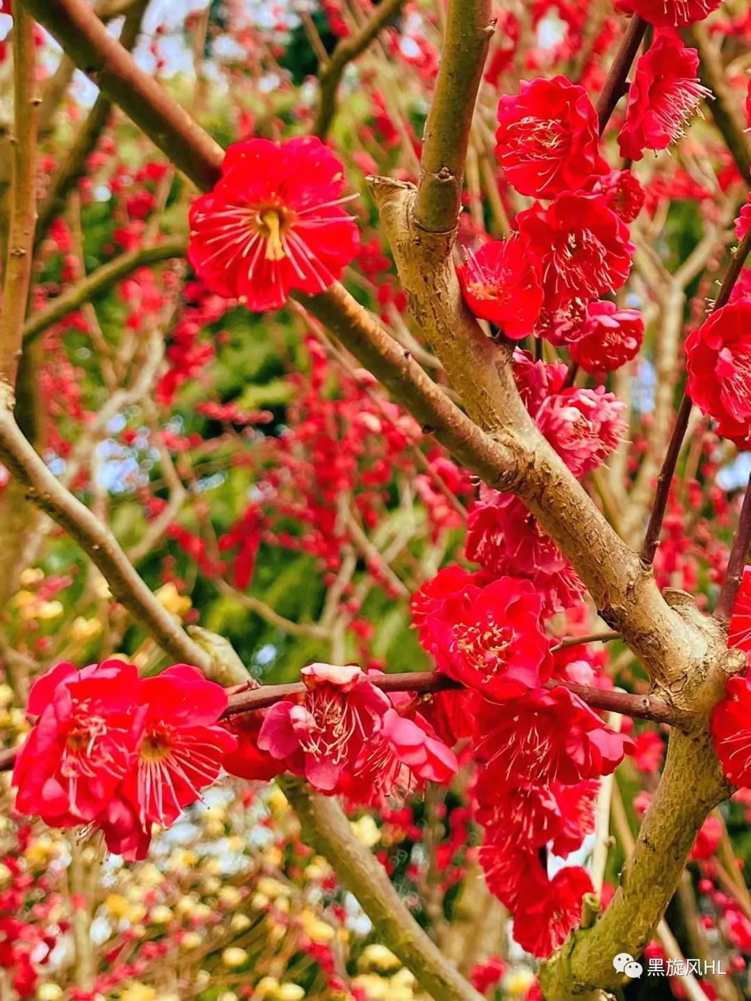 上海莘庄赏梅,新年莘庄梅园赏梅