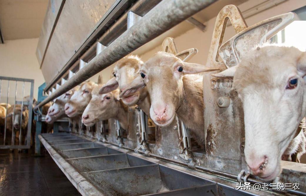 养羊50只第二年能赚多少钱,养羊能年入200w