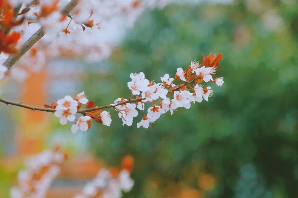 在春暖花开里抓住春天的尾巴,沐浴在春暖花开的春天里