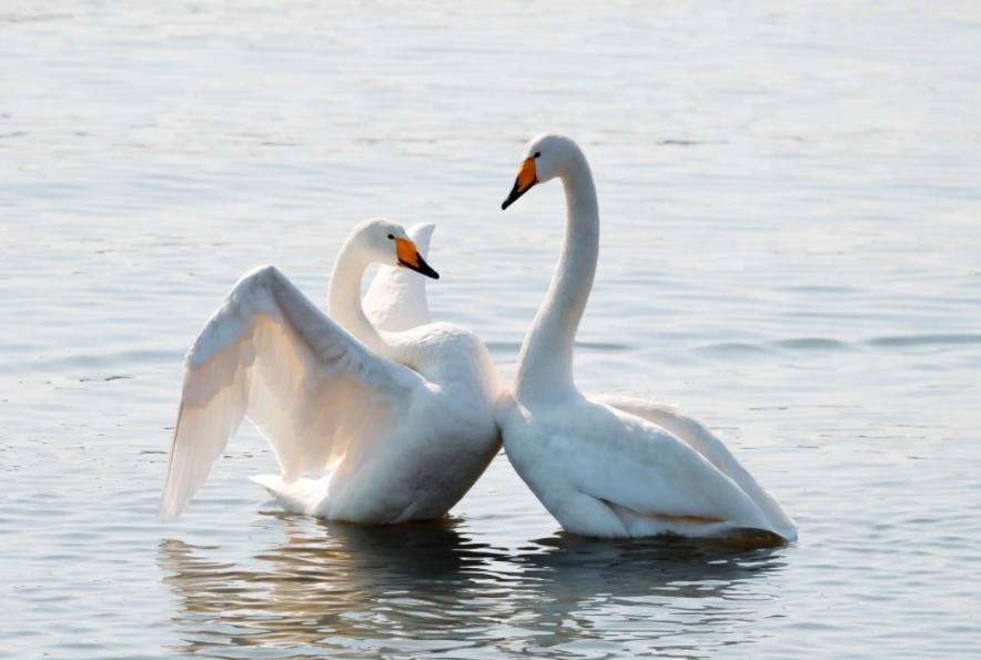 男子身患绝症克隆出另一个自己,一个人得了绝症克隆自己的电影