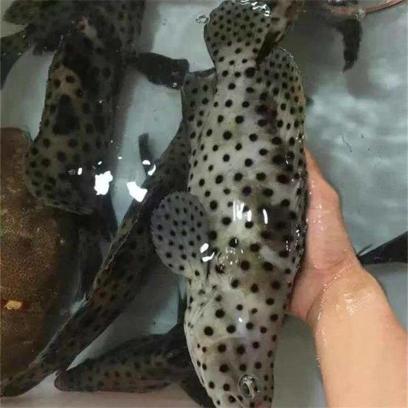 鱼类食材大全名称图片,鱼类菜谱大全100种