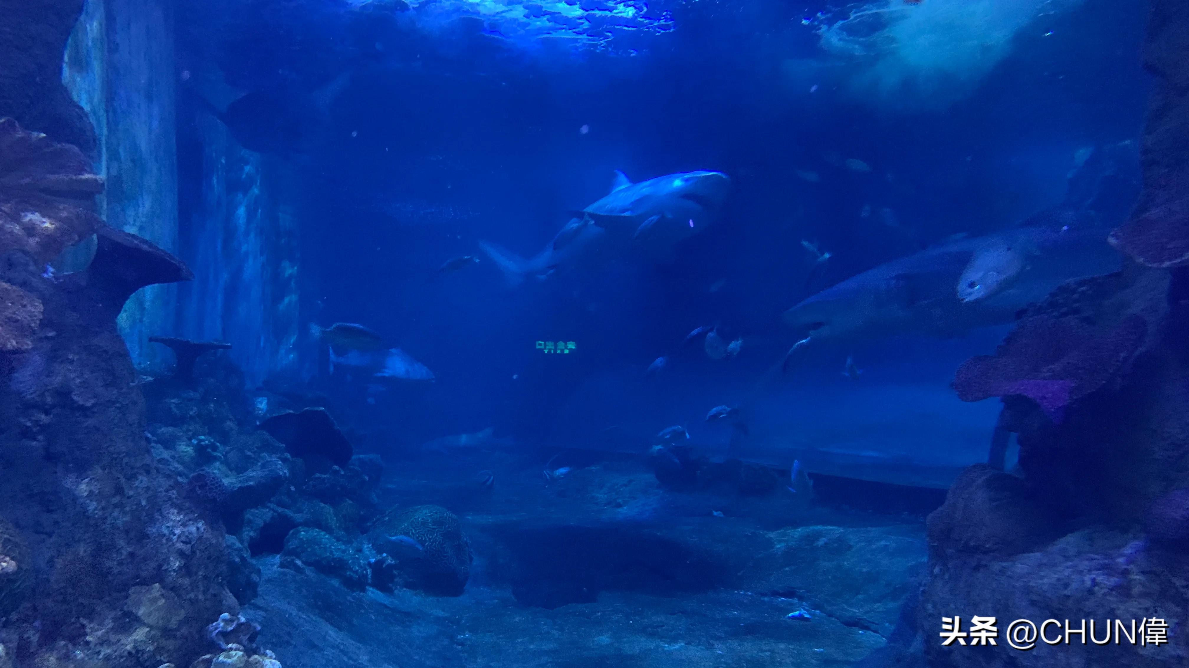 自由行厦门鼓浪屿四天怎么安排,鼓浪屿一日游五一