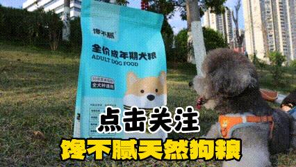 在狗市买狗需要注意哪些事项,在狗市买狗应该注意什么事项