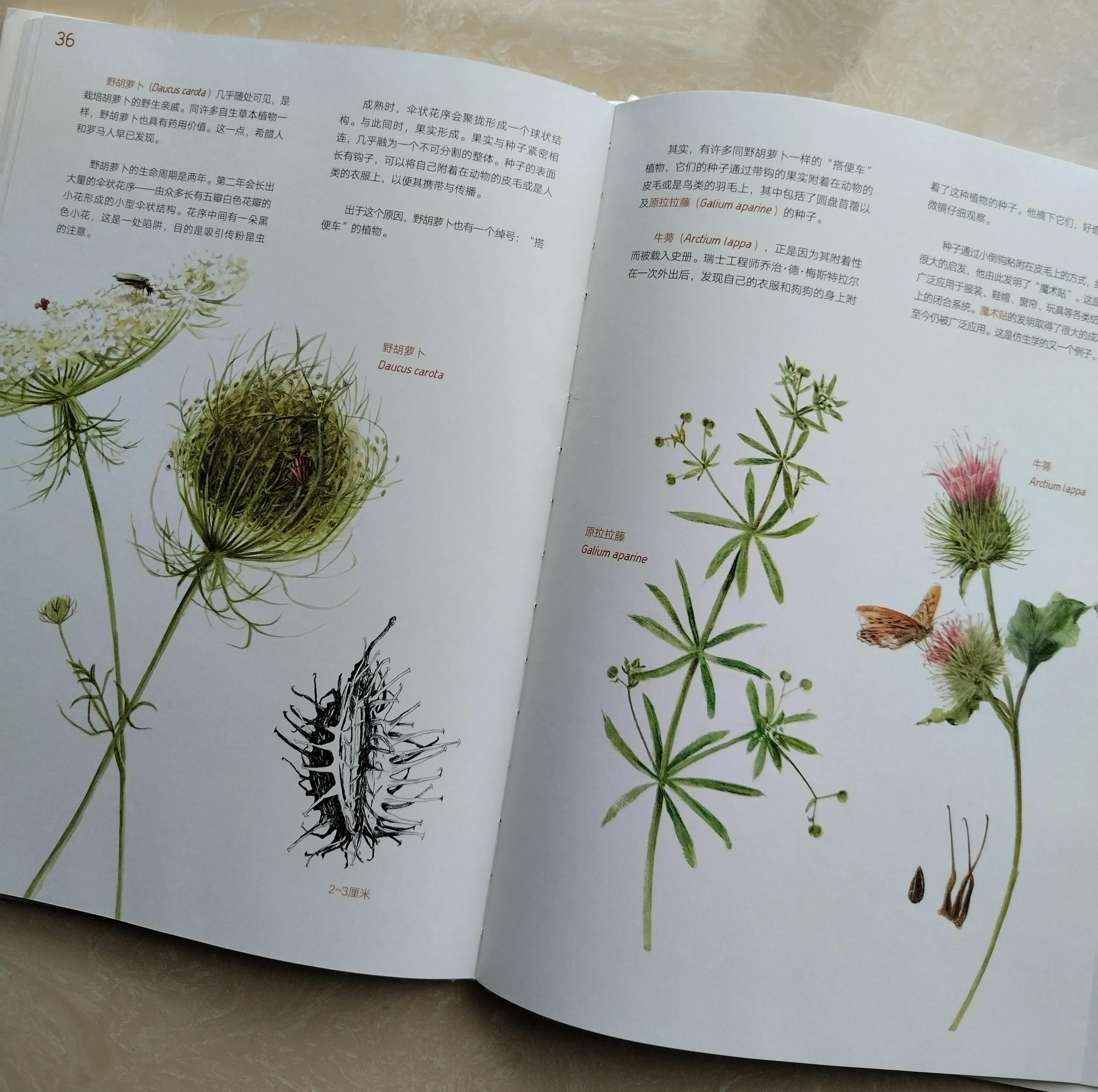 鎺㈢储鑷劧鐨勫ゥ绉樻劅鍙楃敓鍛界殑绁炲,鎴戜滑璧拌繘澶ц嚜鐒舵帰瀵荤敓鍛界殑婧愭硥