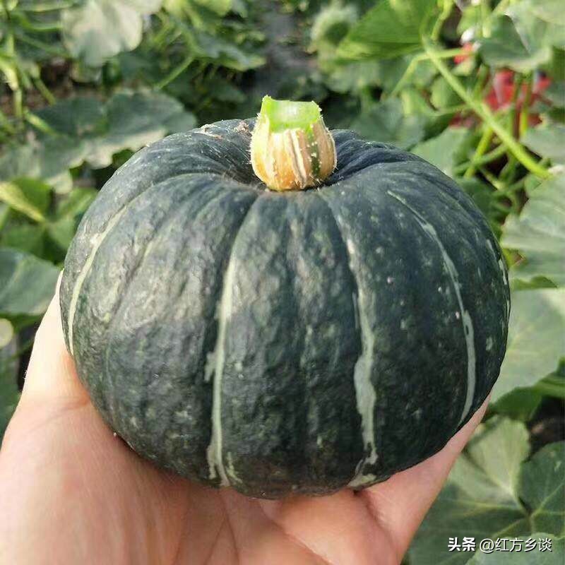 红方真相：你可能一直都在吃假的贝贝小南瓜