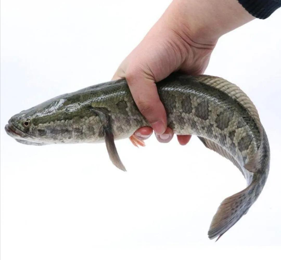 杀鱼很残忍怎么办,一招学会杀各种鱼方法