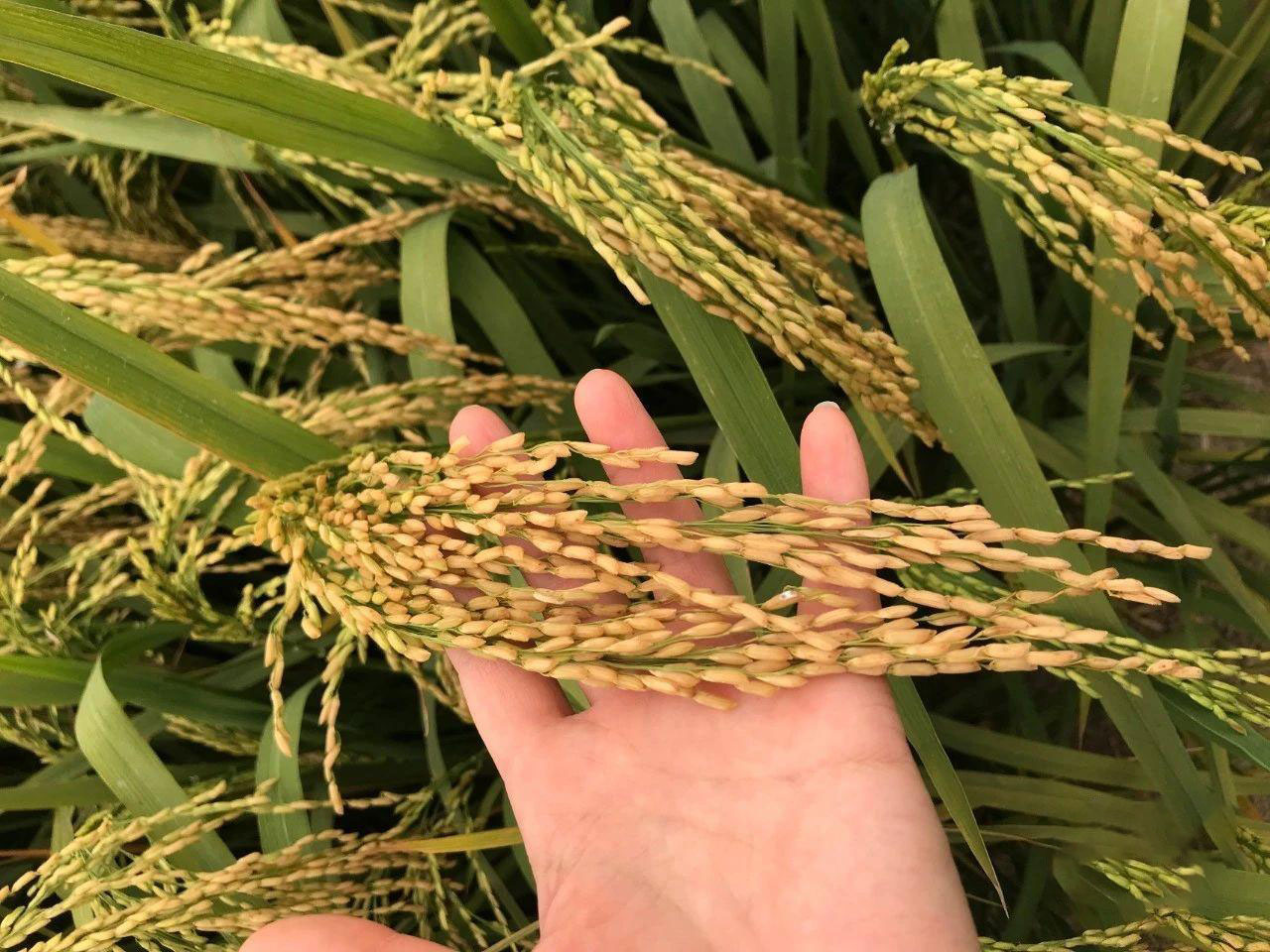 竹子和水稻杂交产量高吗,杂交竹稻亩产多少公斤