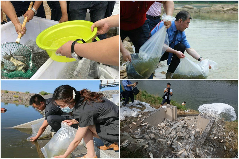 一天钓鱼一两百斤！这些金沙江的钓鱼人过了瘾，也招来骂声
