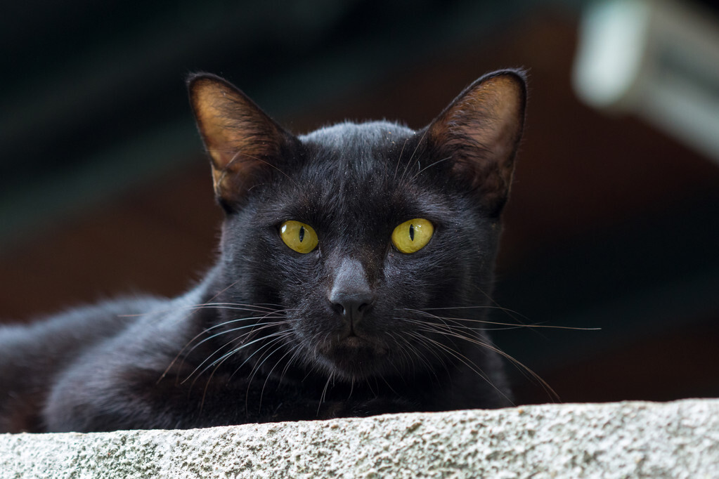 幼猫突然呕吐吐完奄奄一息,幼猫到家换了猫粮出现呕吐