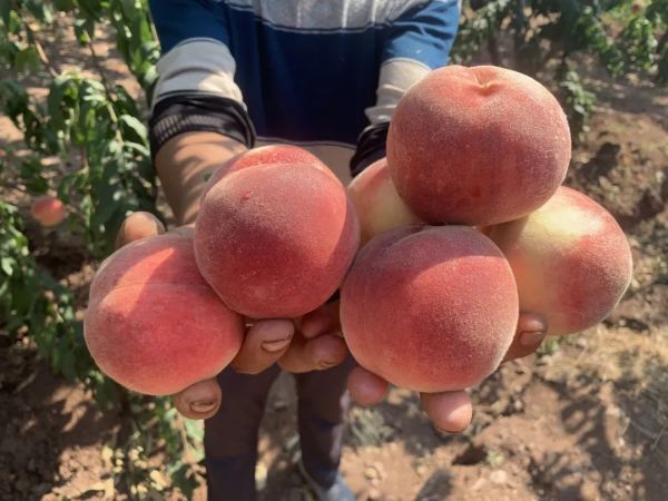 金秋红蜜桃:糖分爆表,还能更甜吗?